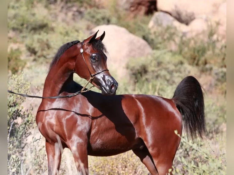 Arabian horses Stallion 6 years 15 hh Brown in Raleigh