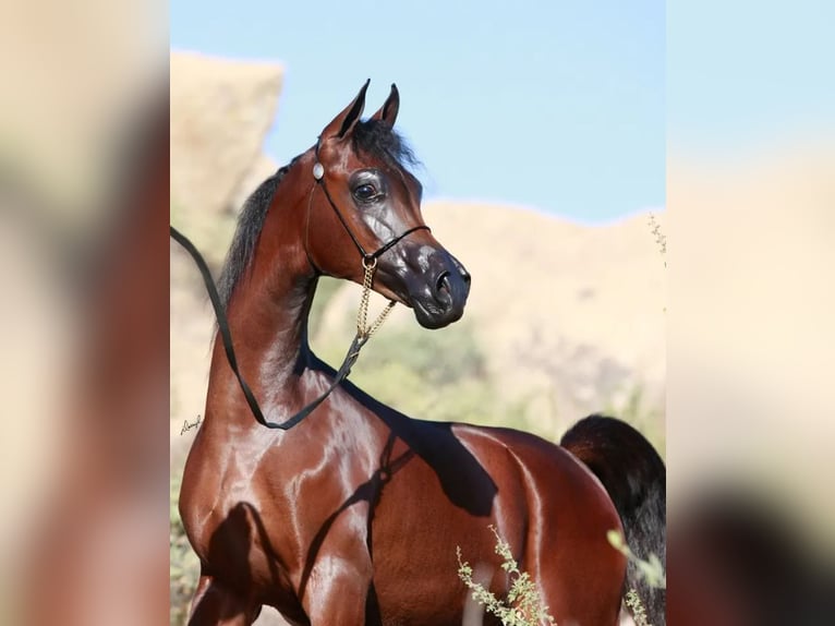 Arabian horses Stallion 6 years 15 hh Brown in Raleigh