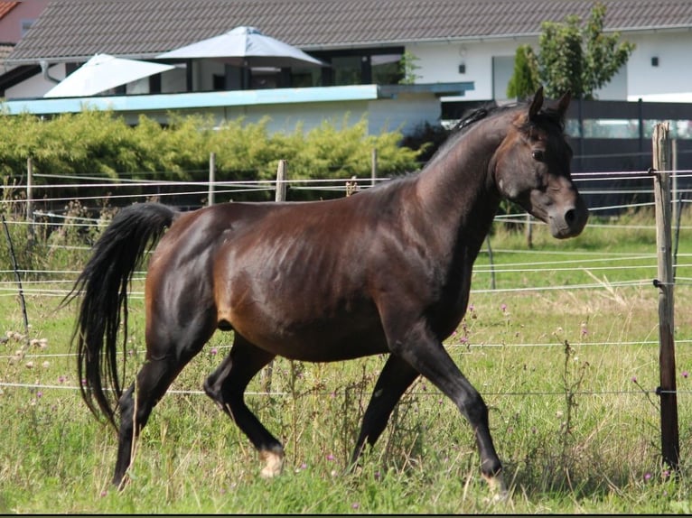 Arabian horses Stallion 6 years 15,1 hh Smoky-Black in Hochborn