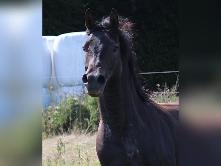 Arabian horses Stallion 6 years 15,1 hh Smoky-Black in Hochborn