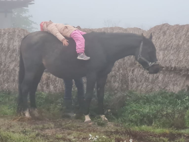 Arabian horses Stallion 6 years 15,1 hh Smoky-Black in Hochborn