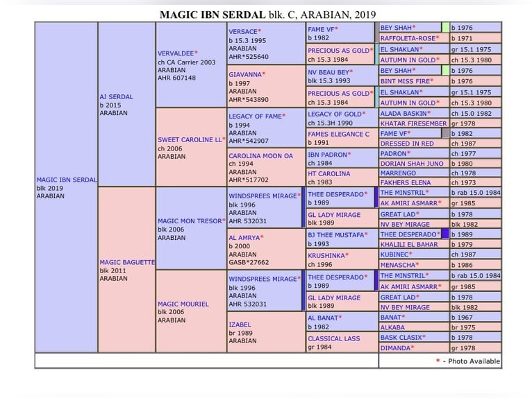 Arabian horses Stallion 6 years 15,2 hh Black in RAWICZ