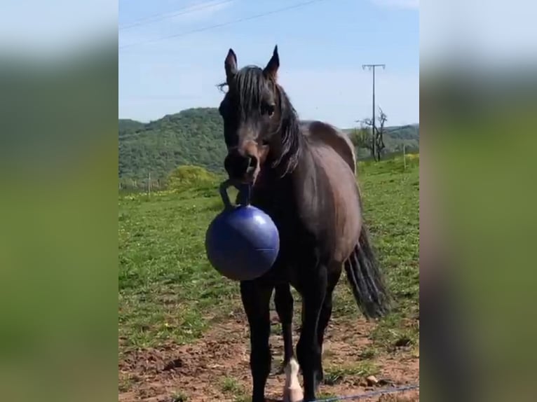 Arabian horses Stallion 7 years 15.1 hh Bay-Dark in Aschbach
