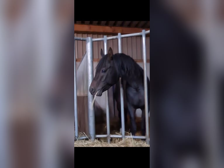 Arabian horses Stallion 7 years 15.1 hh Bay-Dark in Aschbach