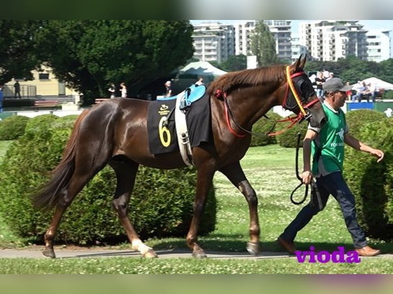 Arabian horses Stallion 7 years 15,1 hh Chestnut in Rotenburg an der Fulda