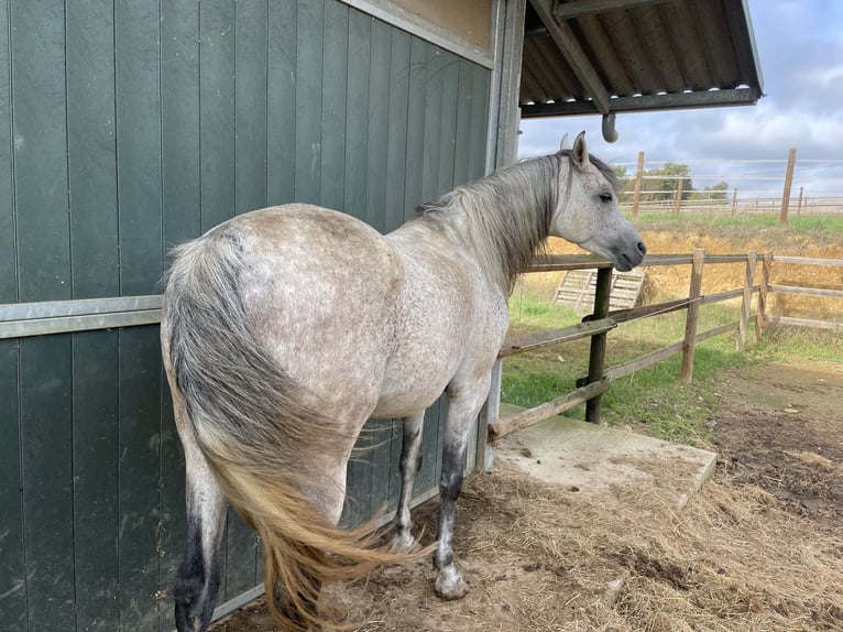 Arabian horses Stallion 7 years 15,2 hh Gray-Fleabitten in Magalas