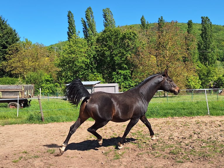 Arabian horses Stallion 7 years 15 hh Bay-Dark in Rothselberg