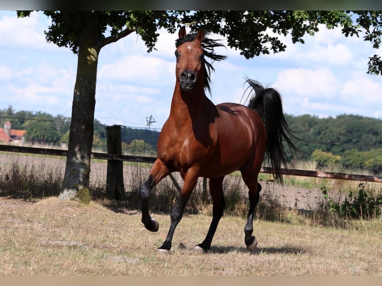 Arabian horses Stallion 7 years 15 hh Brown in Hoya