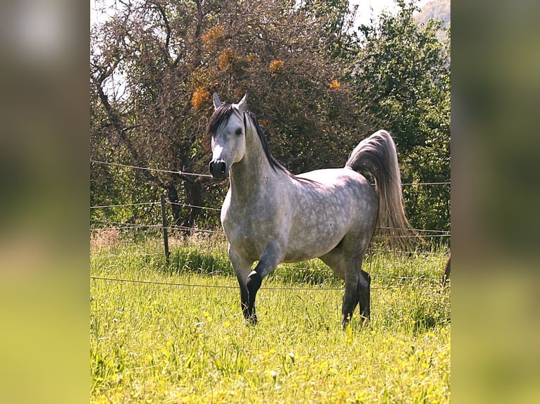 Arabian horses Stallion 7 years 15 hh Gray in Weilheim an der Teck