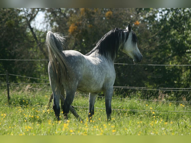 Arabian horses Stallion 7 years 15 hh Gray in Weilheim an der Teck