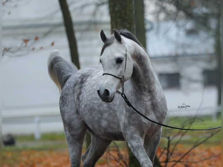 Arabian horses Stallion 7 years 15 hh Gray in WOLA LOKOTOWA