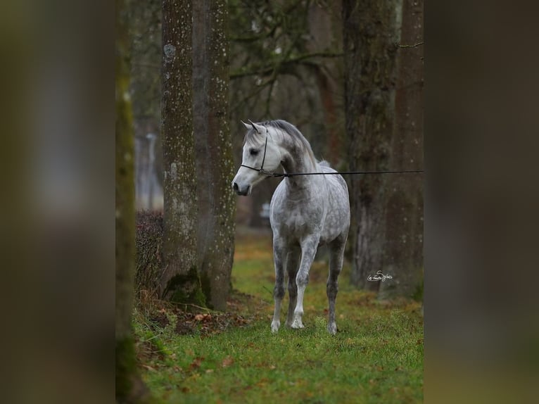 Arabian horses Stallion 7 years 15 hh Gray in WOLA LOKOTOWA