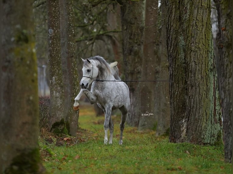 Arabian horses Stallion 7 years 15 hh Gray in WOLA LOKOTOWA