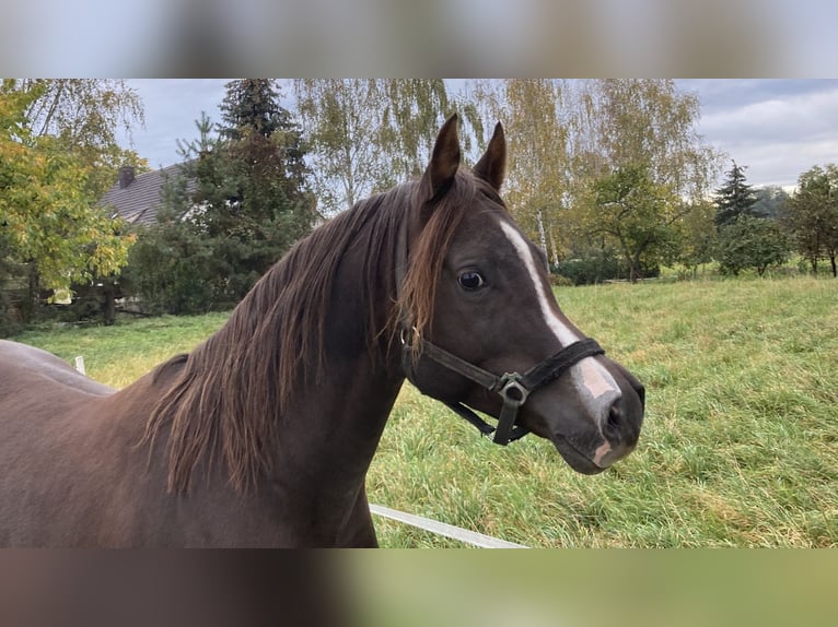 Arabian horses Stallion 7 years 15,1 hh Chestnut in Golzow