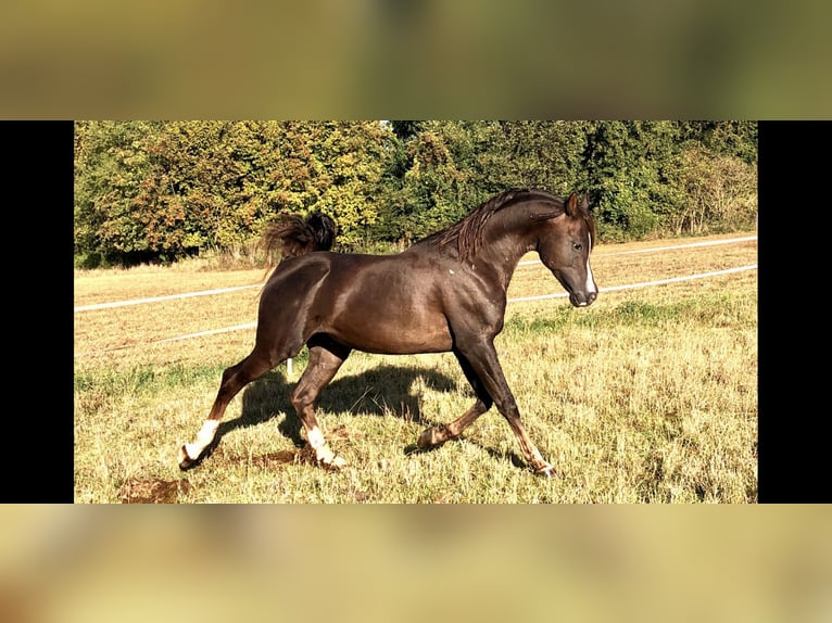 Arabian horses Stallion 7 years 15,1 hh Chestnut in Golzow