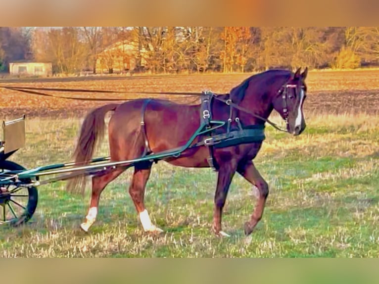 Arabian horses Stallion 7 years 15,1 hh Chestnut in Golzow