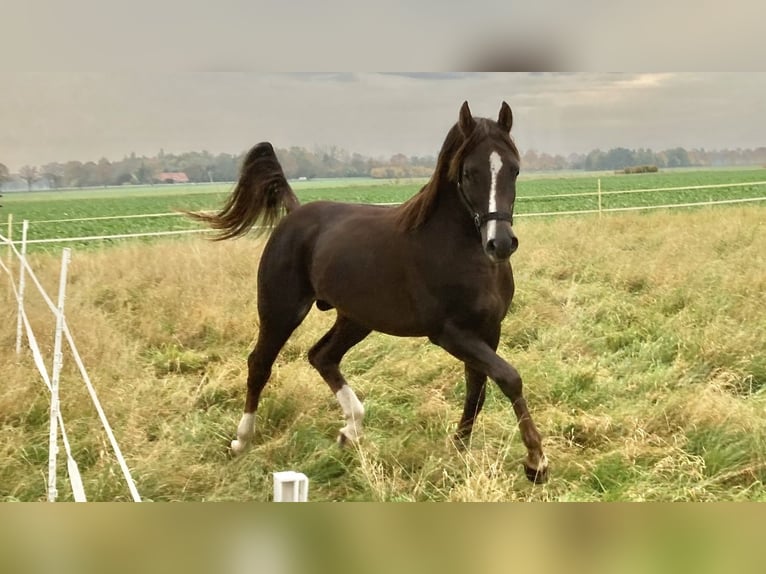 Arabian horses Stallion 7 years 15,1 hh Chestnut in Golzow