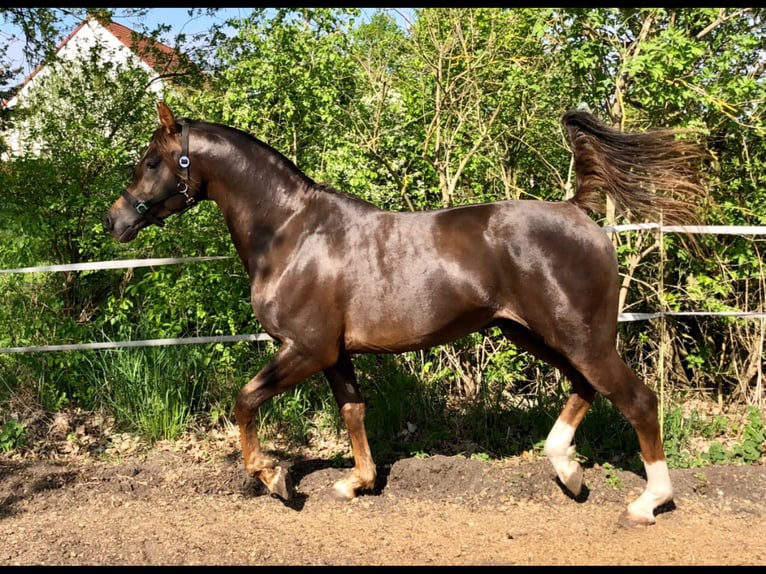 Arabian horses Stallion 7 years 15,1 hh Chestnut in Golzow