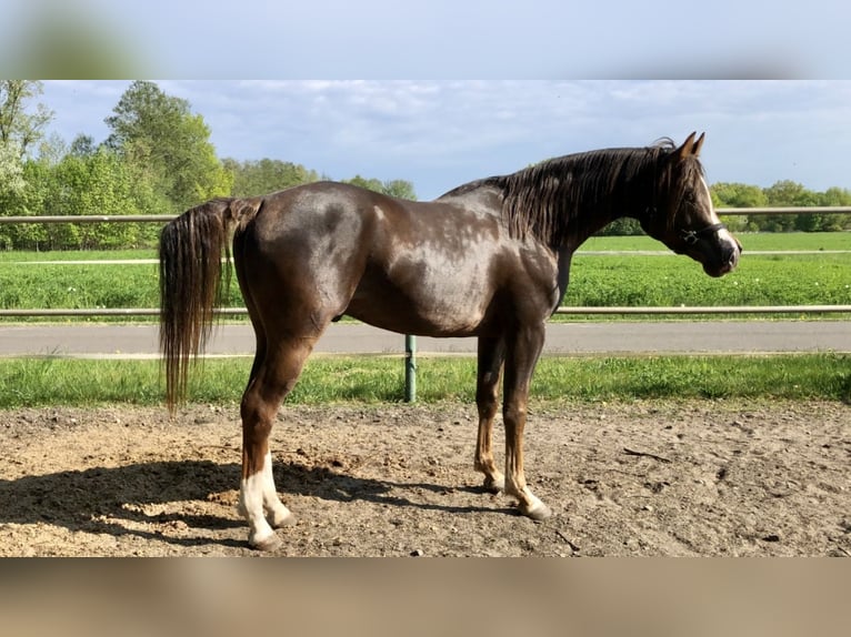 Arabian horses Stallion 7 years 15,1 hh Chestnut in Golzow