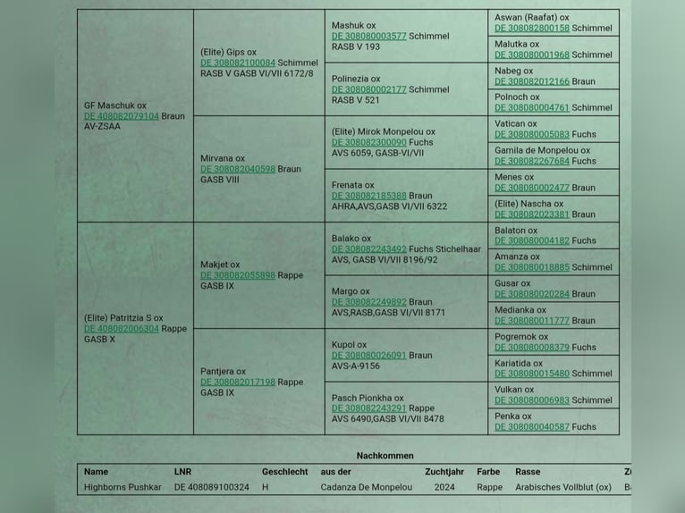 Arabian horses Stallion 7 years 15,1 hh Smoky-Black in Hochborn