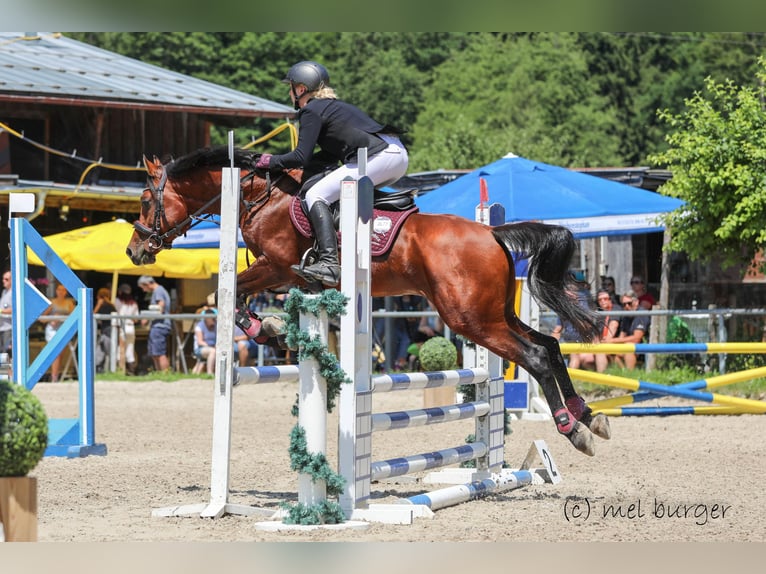 Arabian horses Stallion 8 years 15 hh Brown in Söll