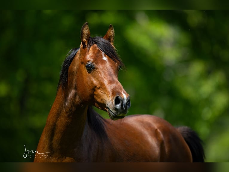 Arabian horses Stallion 8 years 15 hh Brown in Söll