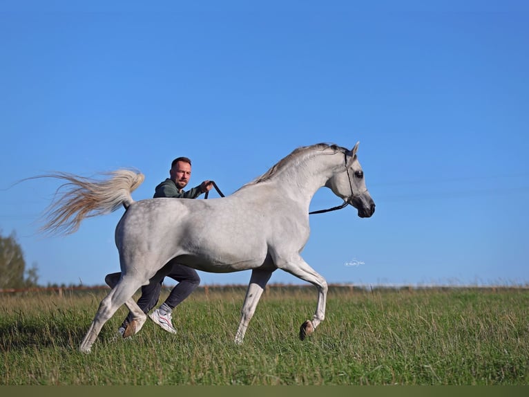 Arabian horses Stallion 8 years 15 hh Grey in JEZOW