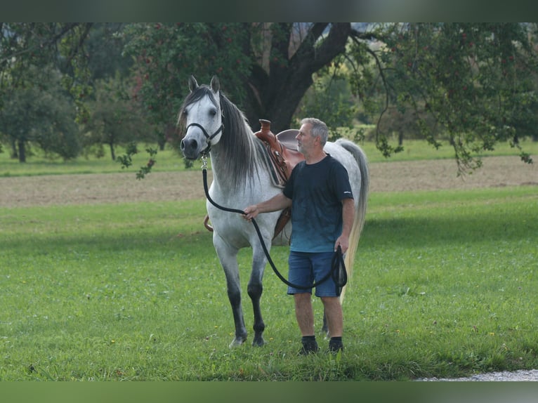 Arabian horses Stallion 8 years 15 hh Grey-Fleabitten in Weilheim an der Teck