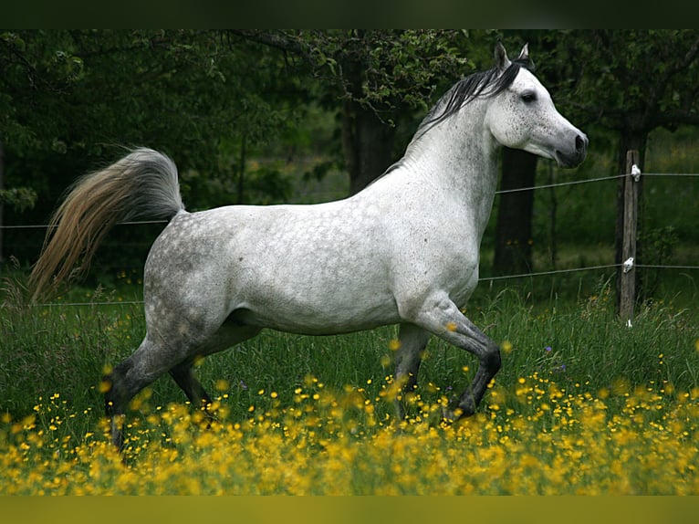Arabian horses Stallion 8 years 15 hh Grey-Fleabitten in Weilheim an der Teck