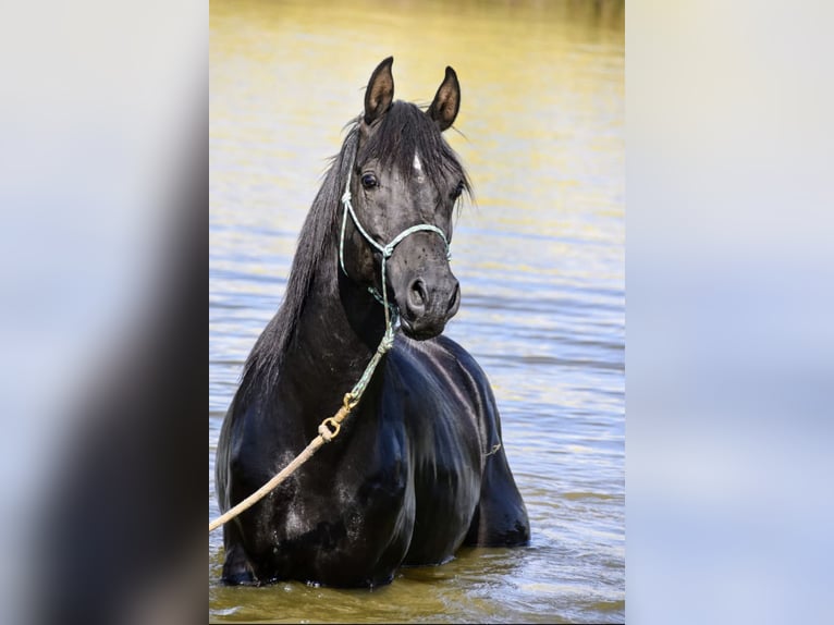 Arabian horses Stallion 8 years 15,1 hh Black in Lagu&#xE9;pie
