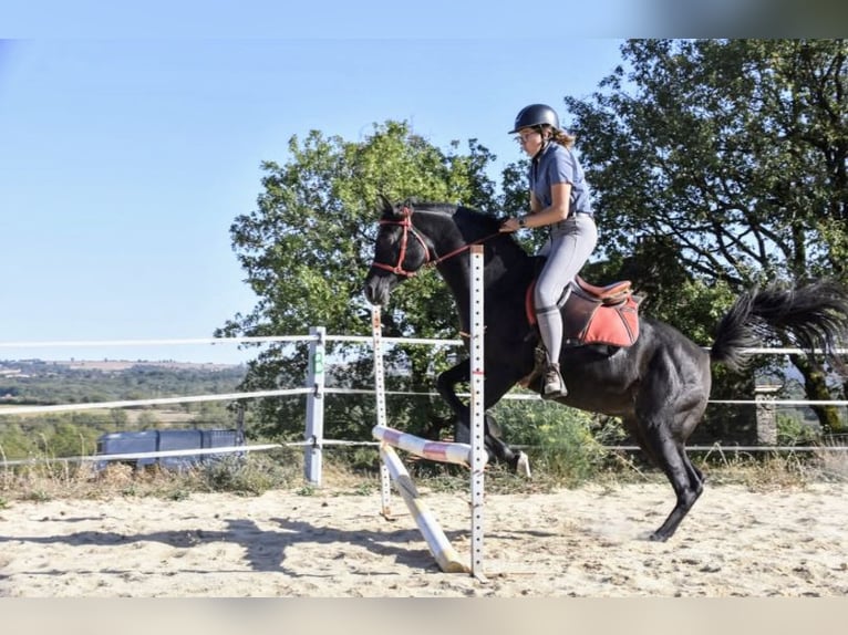 Arabian horses Stallion 8 years 15,1 hh Black in Lagu&#xE9;pie
