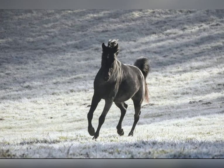 Arabian horses Stallion 8 years 15,1 hh Black in Lagu&#xE9;pie