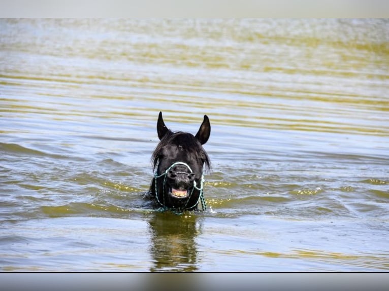 Arabian horses Stallion 8 years 15,1 hh Black in Lagu&#xE9;pie