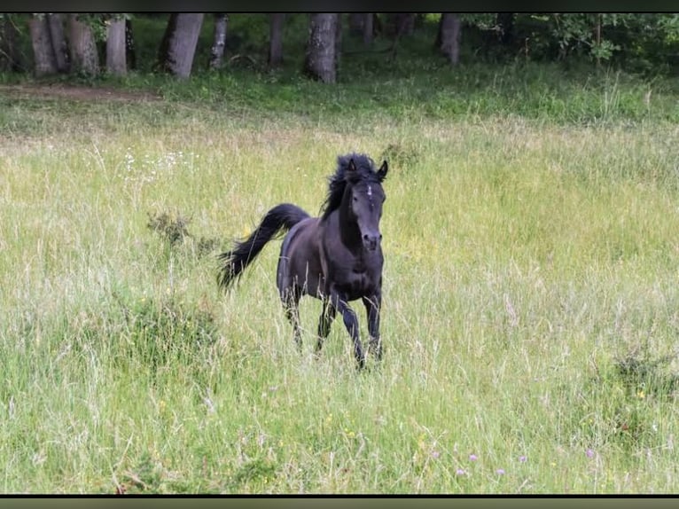 Arabian horses Stallion 8 years 15,1 hh Black in Lagu&#xE9;pie