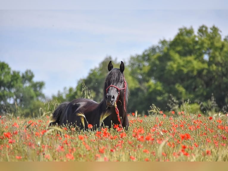 Arabian horses Stallion 8 years 15,1 hh Black in Lagu&#xE9;pie