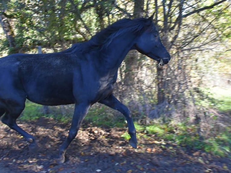 Arabian horses Stallion 8 years 15,1 hh Black in Lagu&#xE9;pie