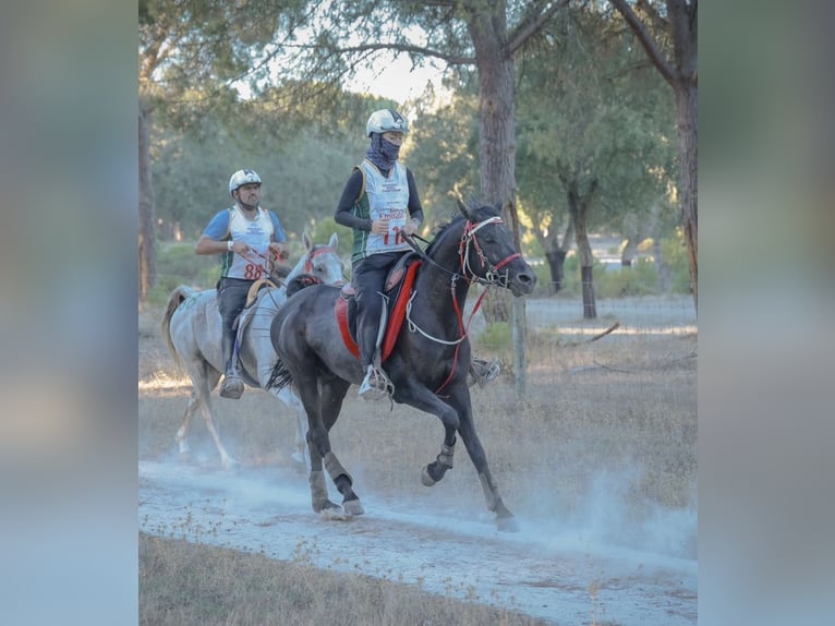 Arabian horses Stallion 8 years Black in Liptovsky Mikulas