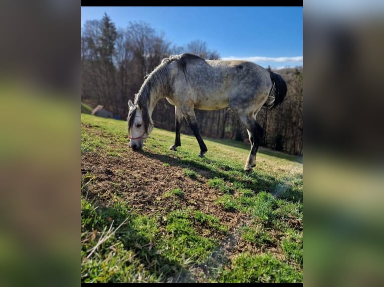 Arabian horses Stallion 9 years 14,2 hh Gray in Benedikt