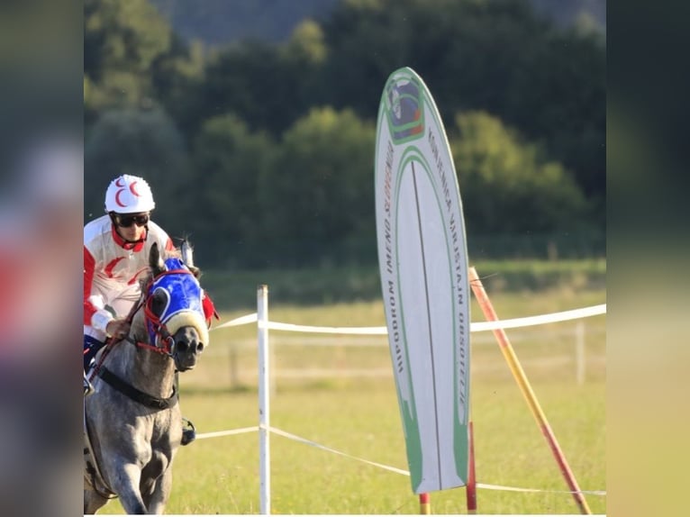 Arabian horses Stallion 9 years 14,2 hh Gray in Benedikt