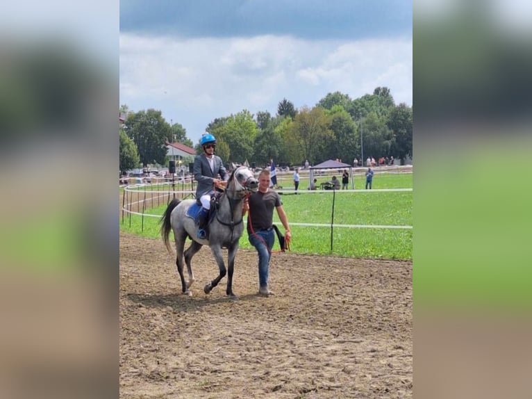 Arabian horses Stallion 9 years 14,2 hh Gray in Benedikt