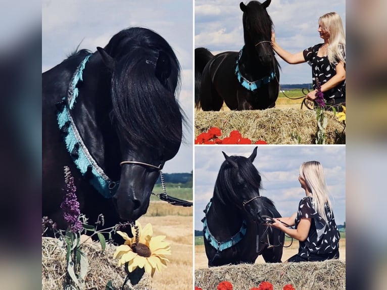 Arabian horses Stallion 9 years 15,1 hh Black in Rain