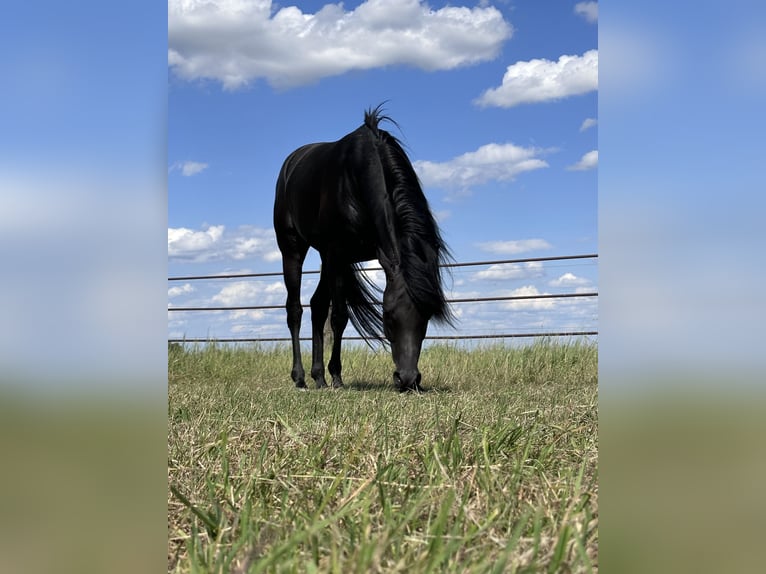 Arabian horses Stallion 9 years 15,1 hh Black in Rain