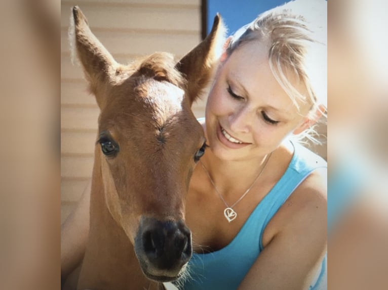 Arabian horses Stallion 9 years 15,1 hh Black in Rain