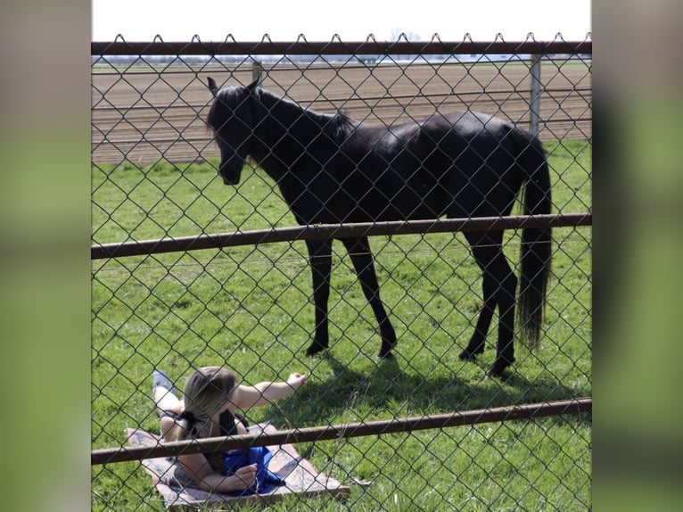 Arabian horses Stallion 9 years 15,1 hh Black in Rain