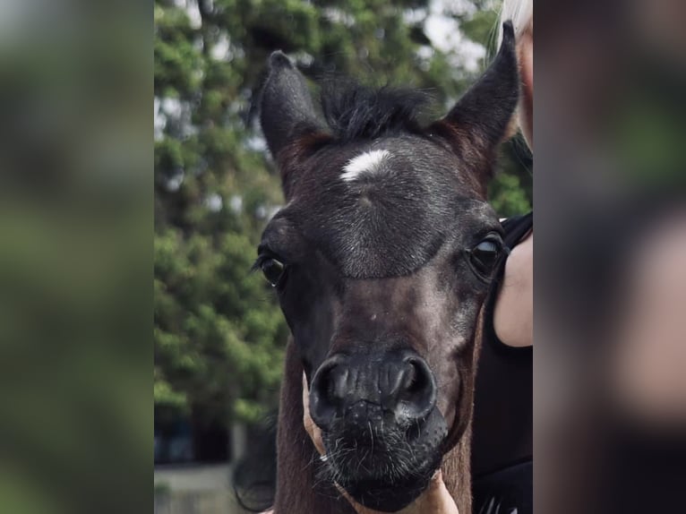 Arabian horses Stallion 9 years 15,1 hh Black in Rain