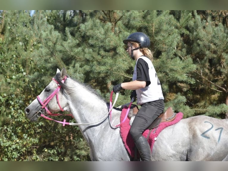 Arabian horses Stallion 9 years 15.2 hh Grey in Warszawa