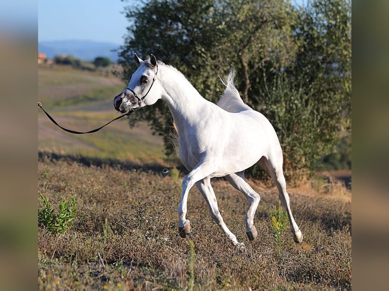 Arabian horses Stallion 9 years 15 hh Gray in Zell am Harmersbach