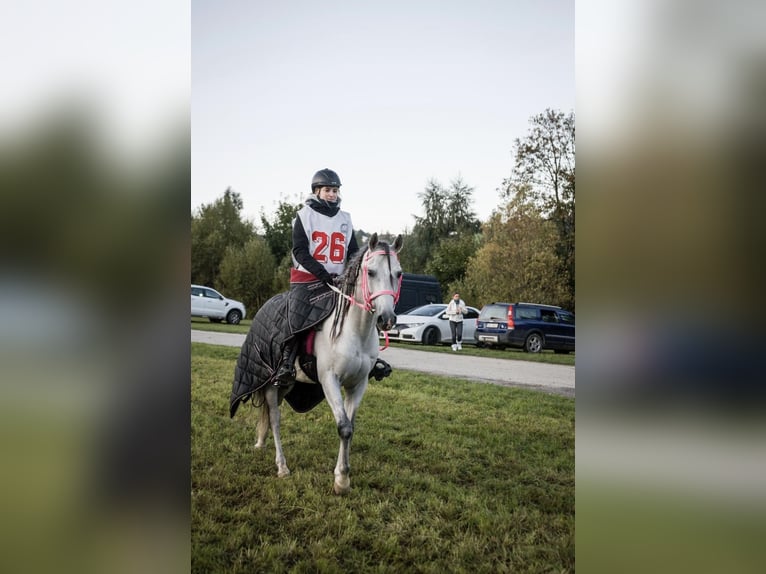 Arabian horses Stallion 9 years 15,2 hh Grey in Warszawa