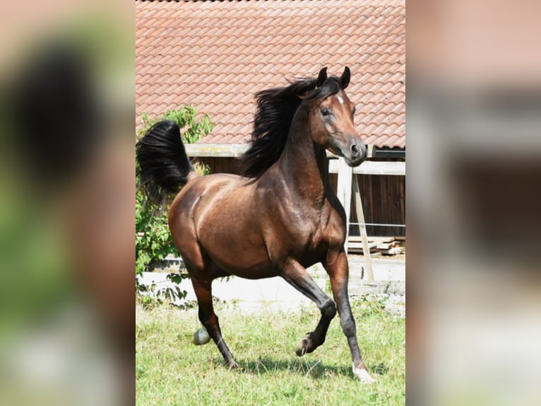 Arabian horses Stallion Bay-Dark in Tiefenbach