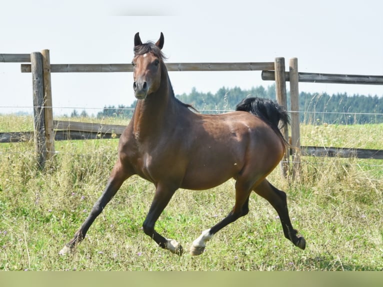 Arabian horses Stallion Bay-Dark in Tiefenbach
